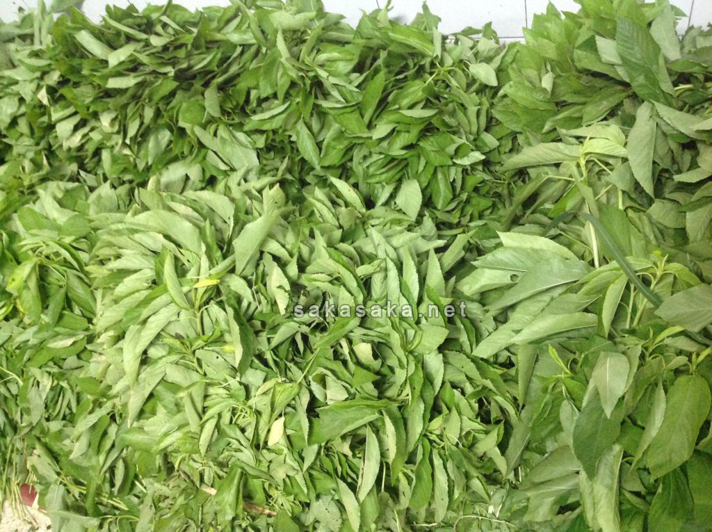 Jute leaves jute leaf frozen jute leaves lá rau đay