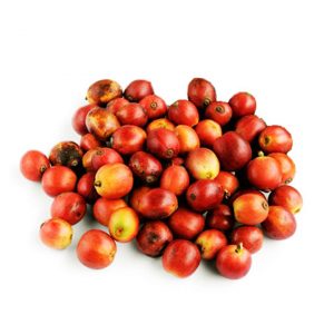 raw-robusta-coffee-bean