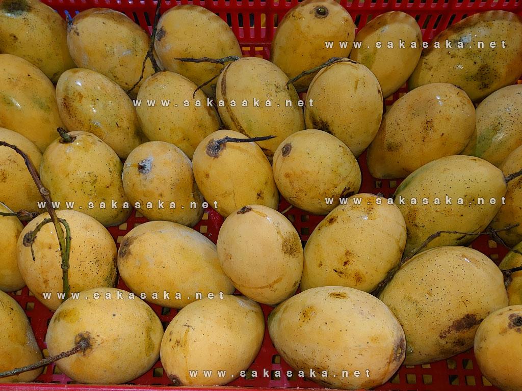 Ripe mangoes are selected to wait for peeling