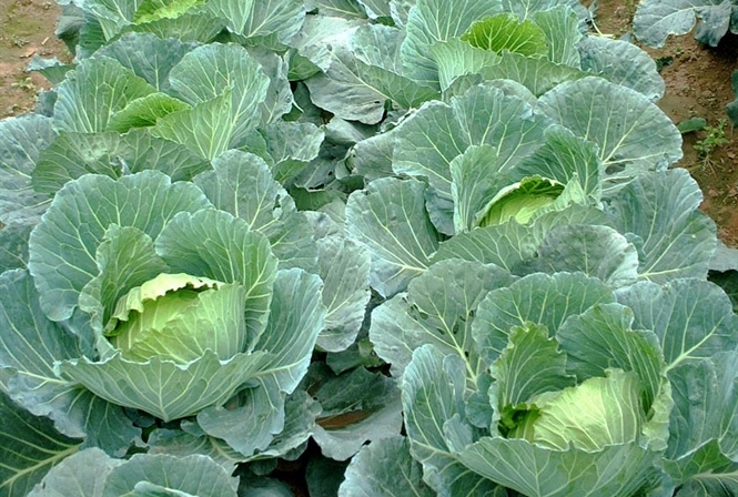 Cabbage 