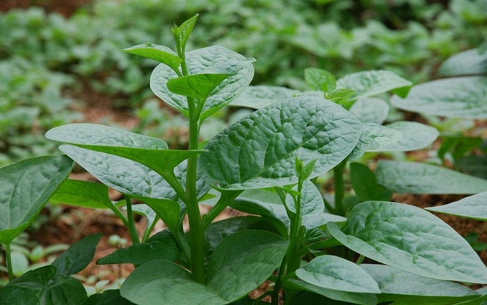 Ceylon spinach