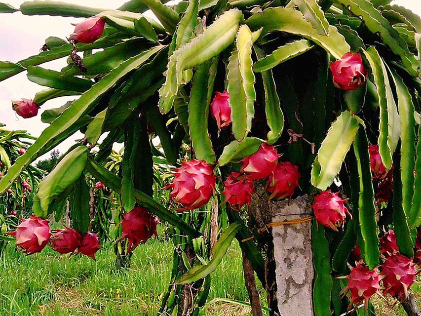 Vietnam's dragon fruit plant