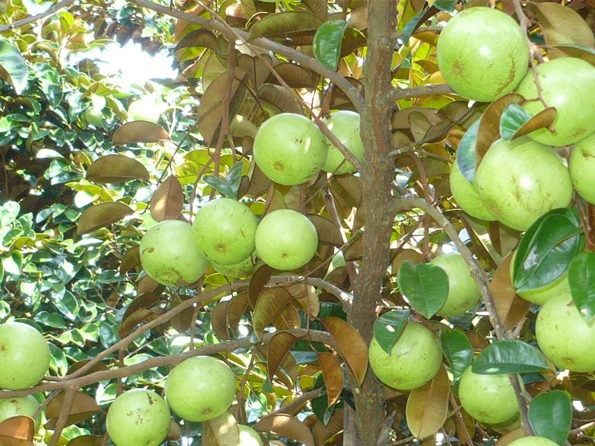 vietnamese star apple